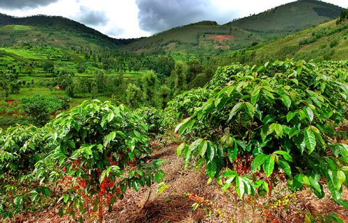 
 coffee origin in Rwanda