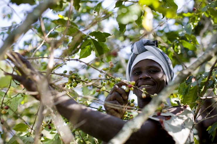 Rwandan farmer hand-picking ripe coffee cherries