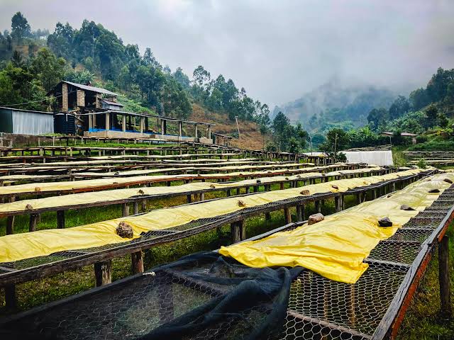
 coffee origin in Rwanda