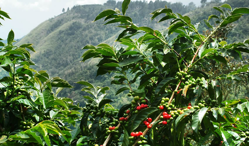 
 coffee origin in Rwanda